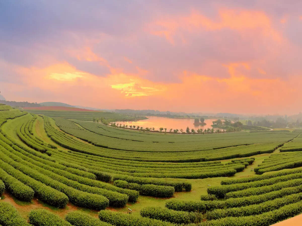 Assam tea