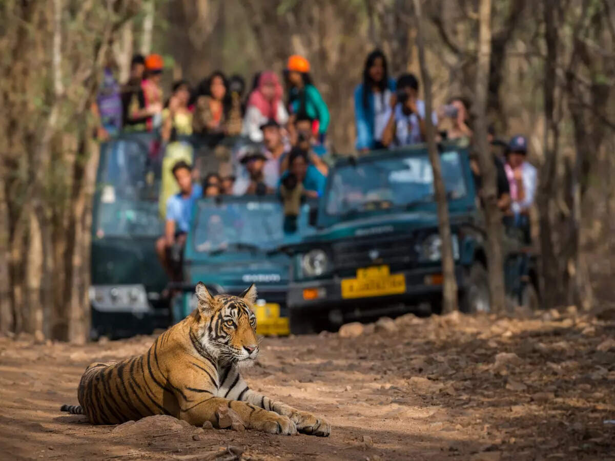 Ranthambore National Park, Rajasthan
