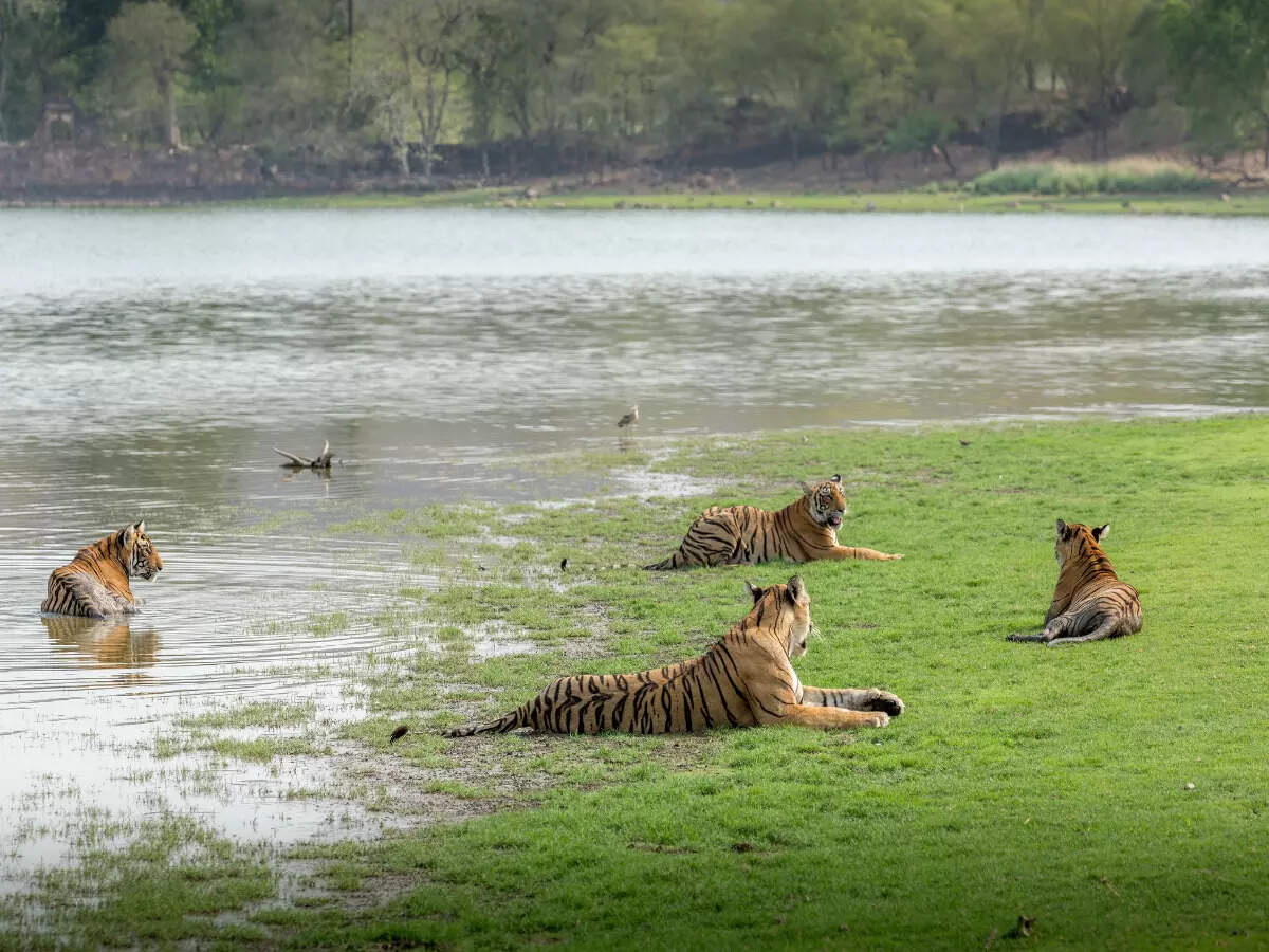 Tigers at Ranthambore National Park Tigers at Ranthambore National Park