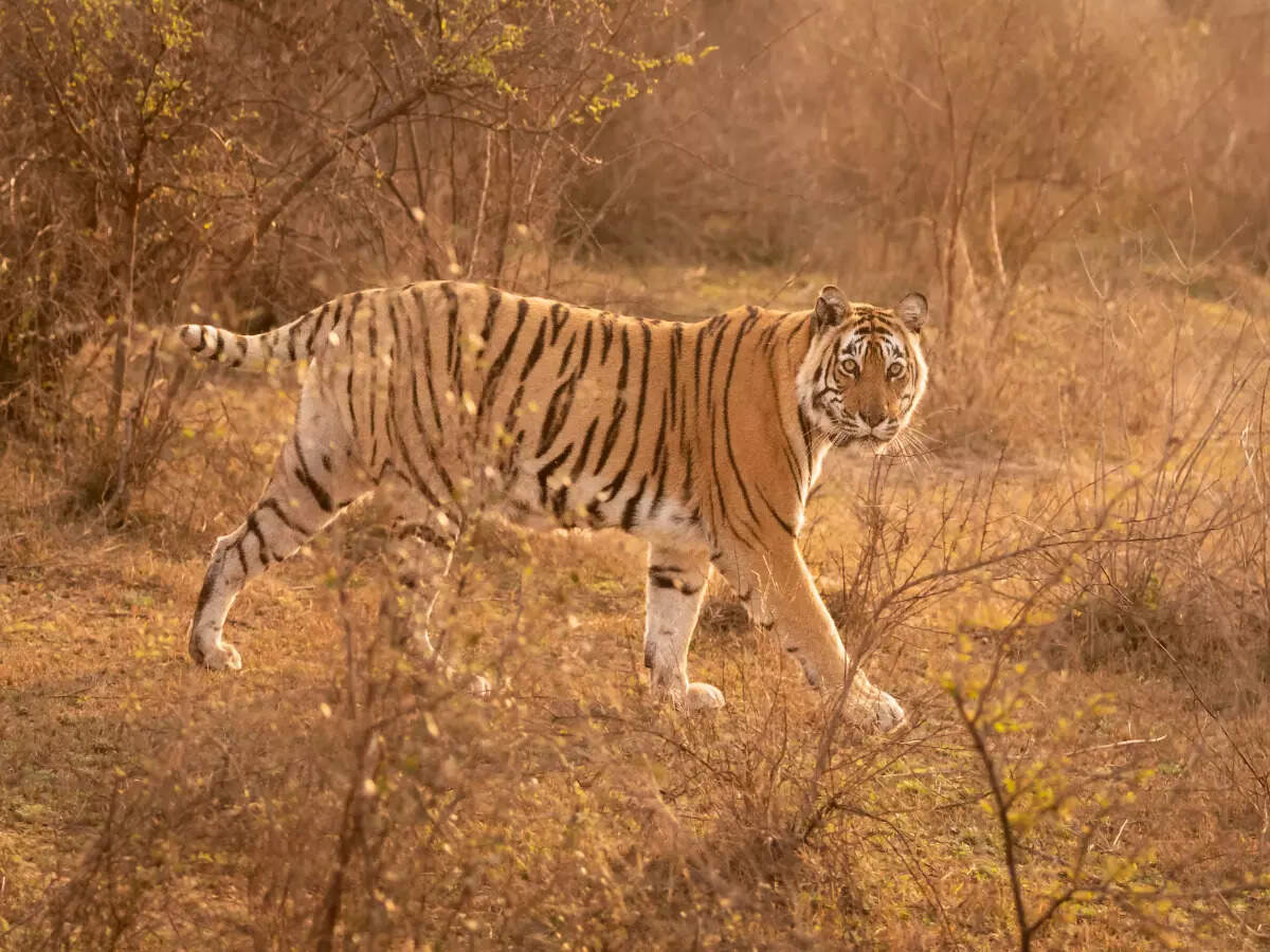 Tiger at Sariska National Park