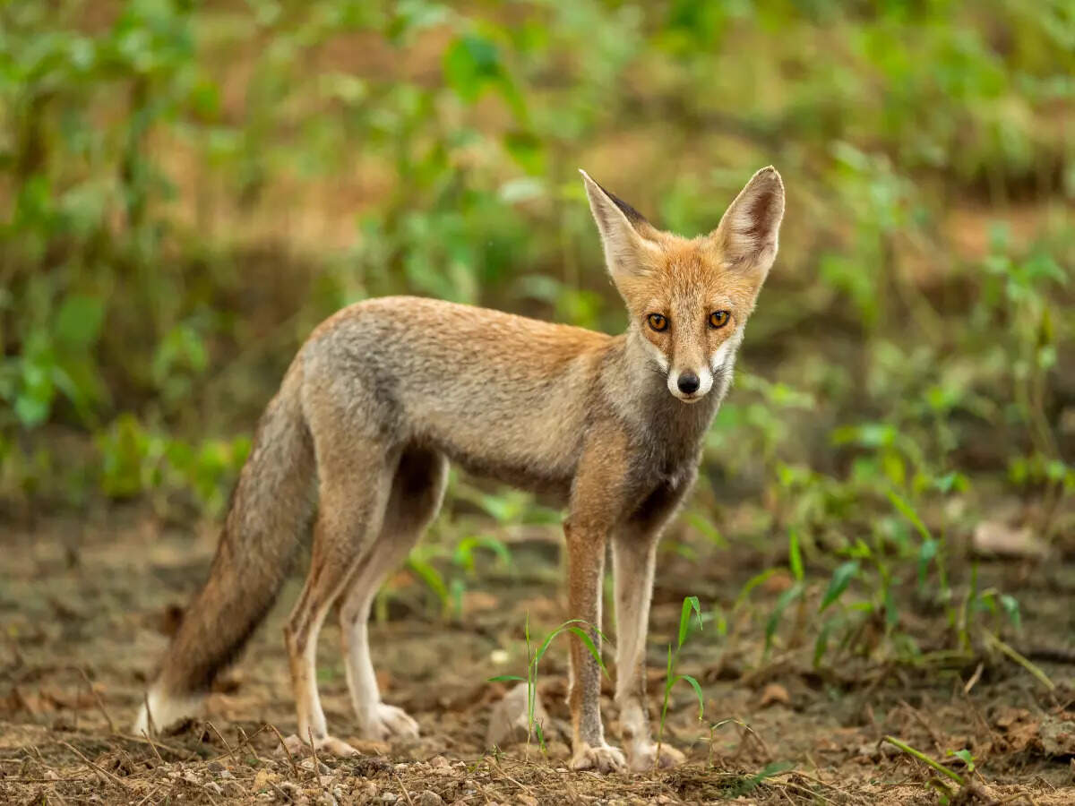 Wildlife at Sariska National Park
