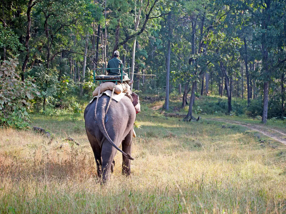 Inside Satpura National Park