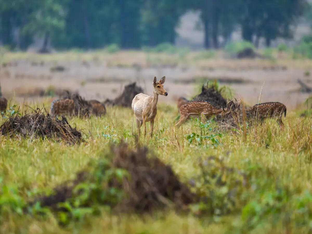Wildlife in Satpura National Park