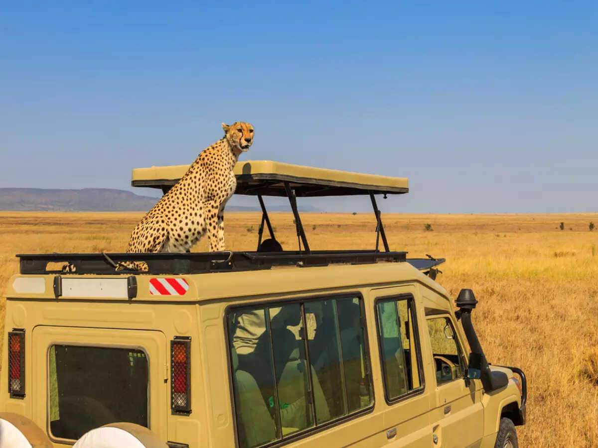 Cheetah on top of safari vehicle