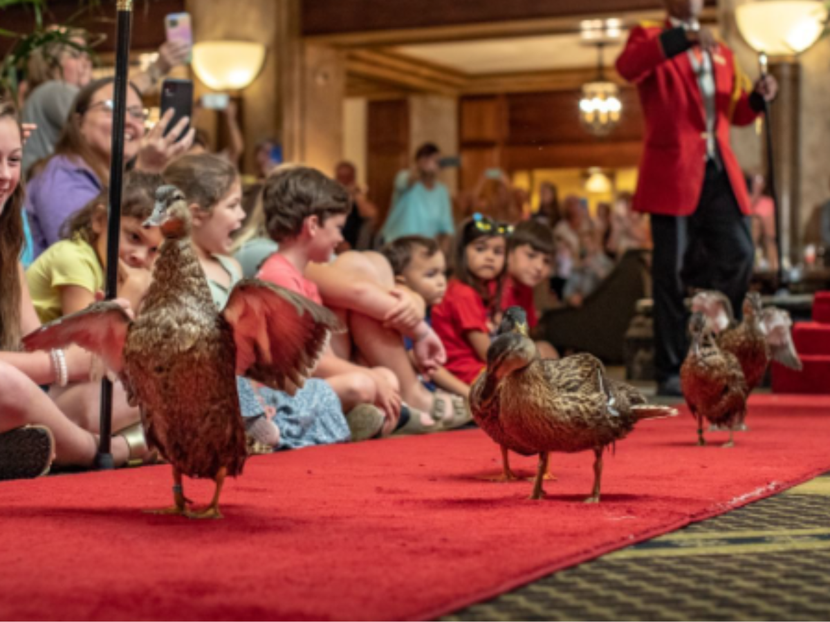 ducks