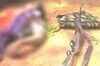 LeT militant killed in Jammu & Kashmir