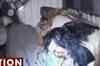 Kapurthala: 2 Jail inmates killed in police firing