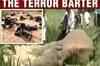 'Maoists exchanging ivory for arms from China'