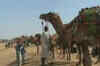 Bikaner's camel festival attracts thousands of tourists