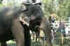 A festival in Tamil Nadu that pampers elephants!