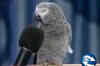 Funny bird: Get ready for some surprise!