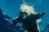 To The Artic: Trailer