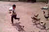 Little boy getting chased by hungry chickens