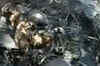 CBI to probe Assam serial blasts