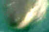 Shark attack caught on camera