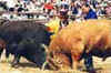 One killed in bullfighting festival in Columbia