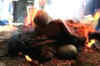 Dalai Lama graces fire ritual for his longevity