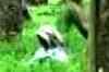 Tea production suffers in Assam