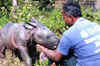 MLAs misuse power, thrash Kaziranga rangers