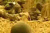 Encounter with LeT militants caught on camera