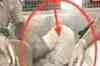 Shiney's judicial custody extended till July 16