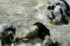 J&K: Bodies of six terrorists found as snow meltdown