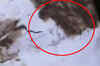 YSR's chopper crash lands, all passengers feared dead: Sources