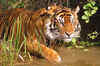 Now, China irks India over tiger poaching