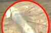 Pakistani rockets fired into Punjab's border villages