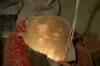 Rajasthan: 4-year-old falls into borewell