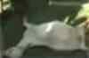 In Tamil: 12-foot python swallows a goat in TN