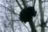 In Hindi: Leopard climbs 80 feet tall tree in Kashmir