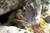 LeT commander's hideout caught on camera