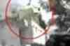 Mobile phone footage of air crash