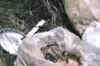 Pressure cooker bomb found in J&K