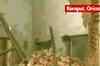 Maoists blow up police bus in Orissa, 10 killed