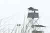 Another ceasefire violation by Pakistan