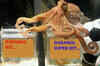 Did Paul the Octopus declared 'Dabangg' a superhit?