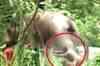 Elephant goes on rampage in Kerala
