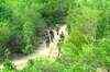 Encounter between Maoists and security forces in J'khand