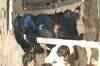 Building collapses in Mumbai, 10 injured