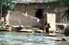 Flood alert sounded in parts of UP