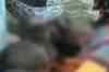 119 feared killed in West Bengal boat mishap