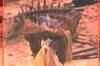 Pak army explosive in Varanasi blast?