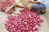 Onion prices hit the roof, govt suspends exports