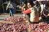 Nashik traders boycott onions, prices fall