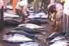 Tsunami in Japan hits seafood exports in India