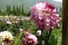 Visit Kashmir for a mini Switzerland experience!
