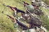 3 terrorists killed as Valley encounter continues