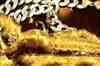 Padmanabha temple panel warns against opening Vault B